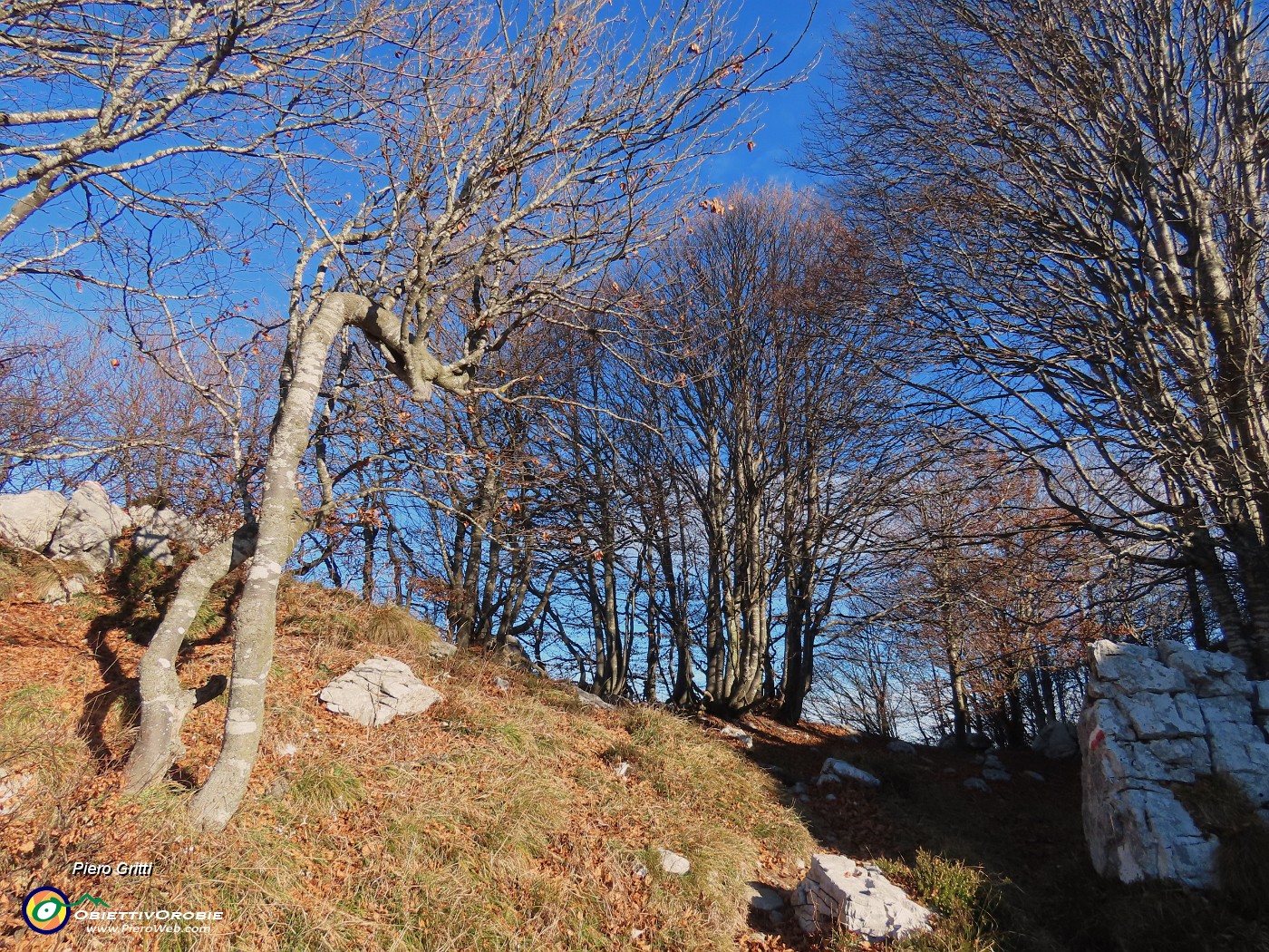 58 Rientriamo in faggeta.JPG
